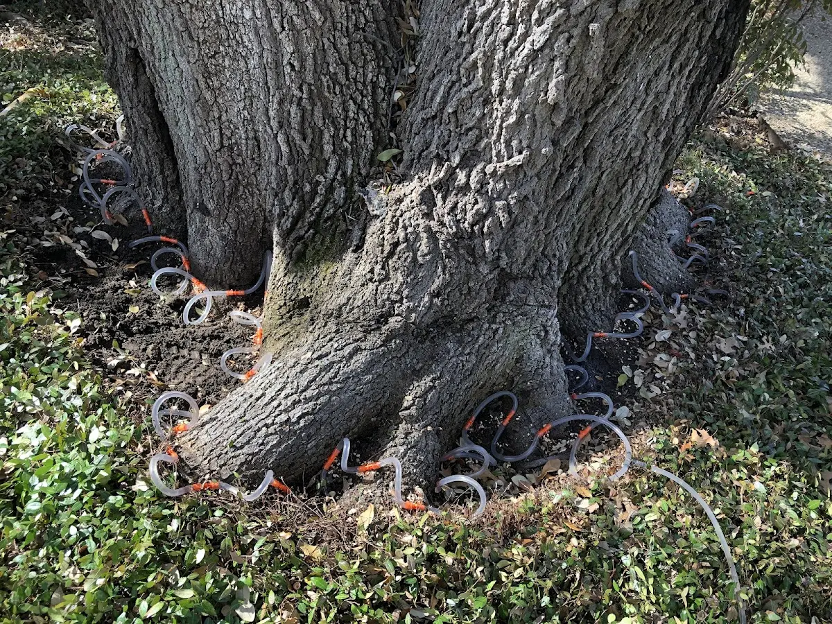 Detailed Tree Cabling and Bracing job site in Marstons Mills