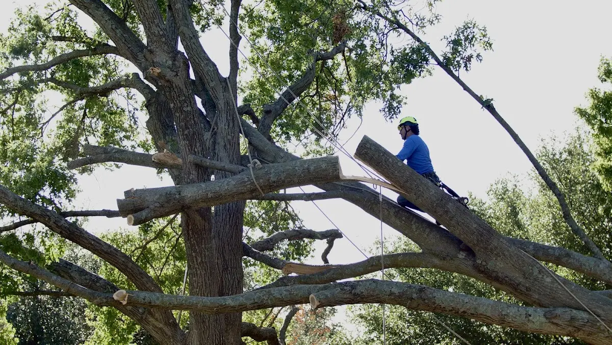 Professional Crown Thinning performed by certified arborists in Marstons Mills